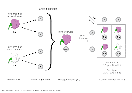 MAP 8th Grade Science Practice Question - Life Sciences